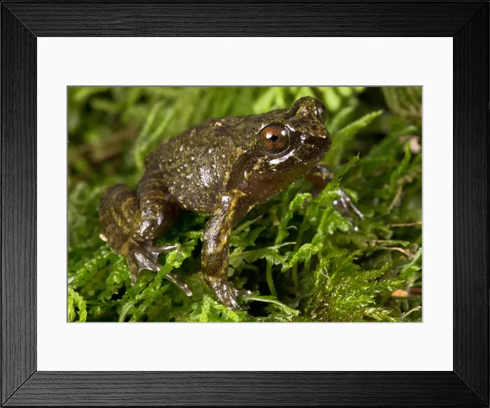Framed Print : Mehuin Green Frog