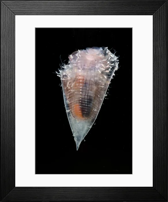 Framed Print : Pelagic Snail (Clio cuspidata) Framed Print : Pelagic Snail (Clio cuspidata)