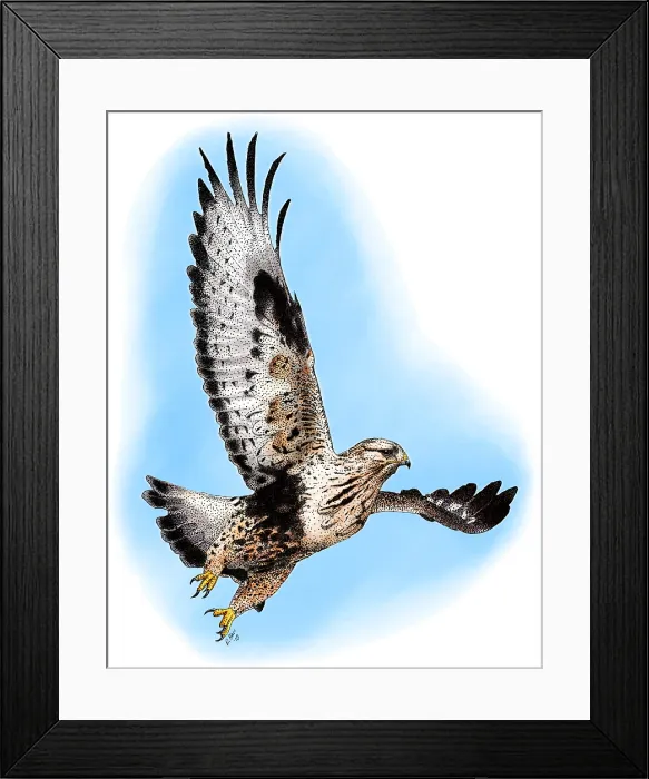 Framed Print : Rough-legged Hawk Framed Print : Rough-legged Hawk