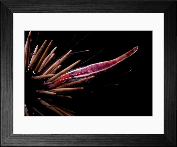 Framed Print : White Stripe Urchin Shrimp Framed Print : White Stripe Urchin Shrimp