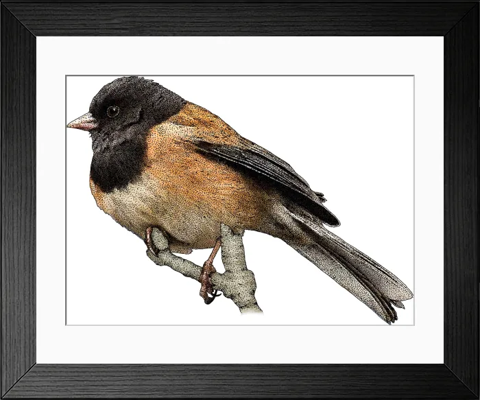 Framed Print : Dark-eyed Junco, Junco hyemalis, Illustration Framed Print : Dark-eyed Junco, Junco hyemalis, Illustration