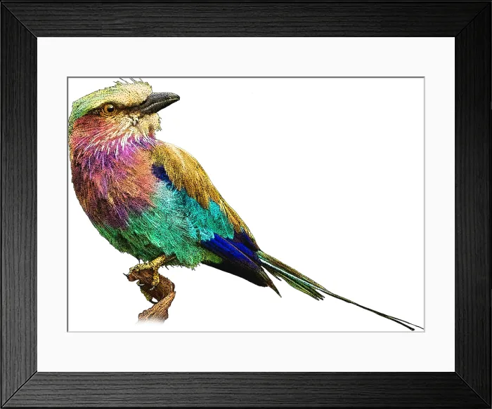 Framed Print : Lilac breasted roller Framed Print : Lilac breasted roller