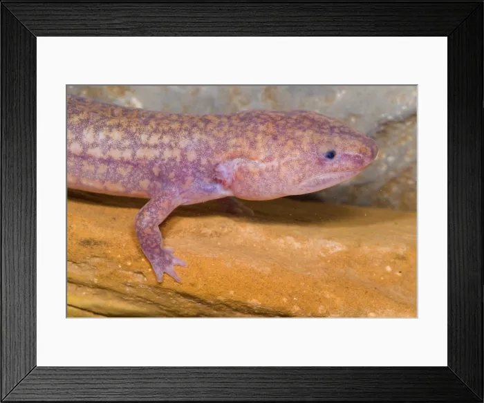 Framed Print : West Virginia Spring Salamander