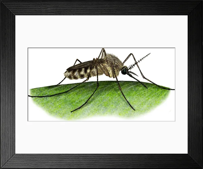 Framed Print : Common House Mosquito Framed Print : Common House Mosquito