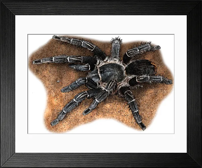 Framed Print : Costa Rican Zebra Tarantula, Illustration Framed Print : Costa Rican Zebra Tarantula, Illustration