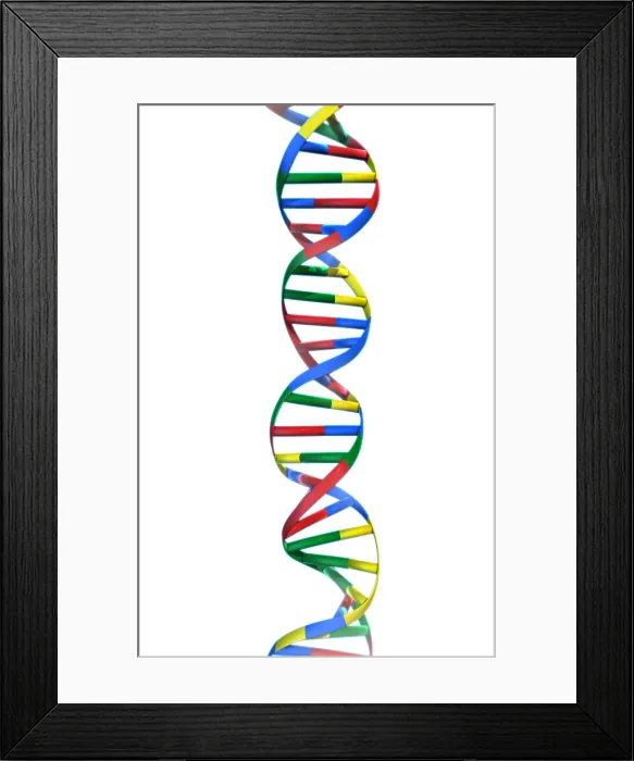 Framed Print : DNA, Ribbon Model