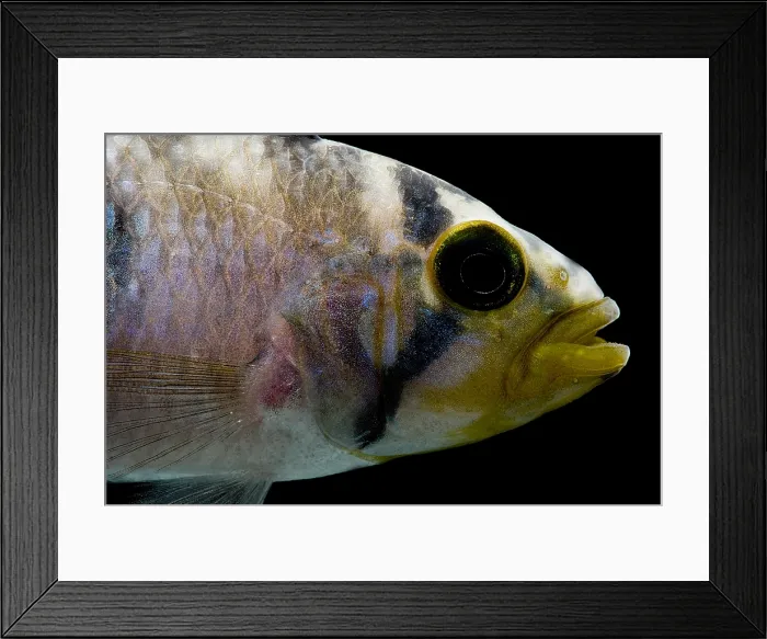 Framed Print : Pandurini Apistogramma