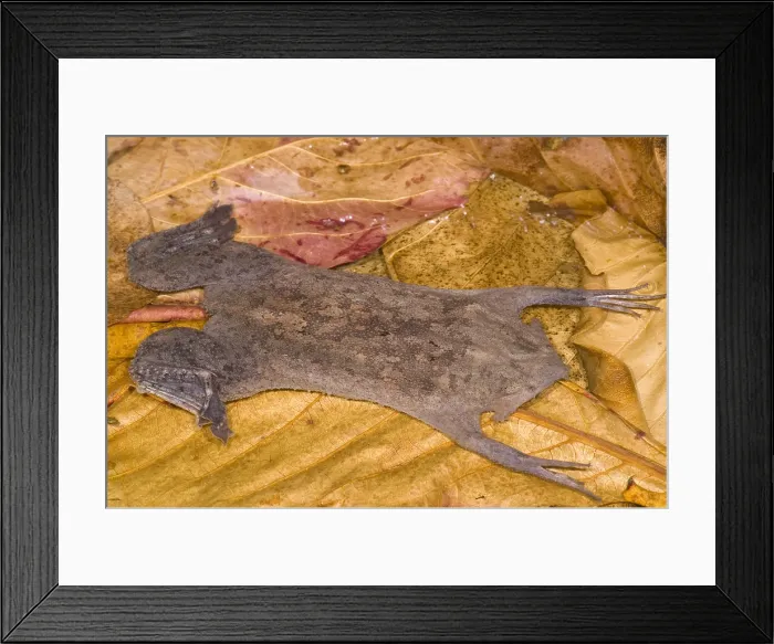 Framed Print : Surinam Toad Framed Print : Surinam Toad