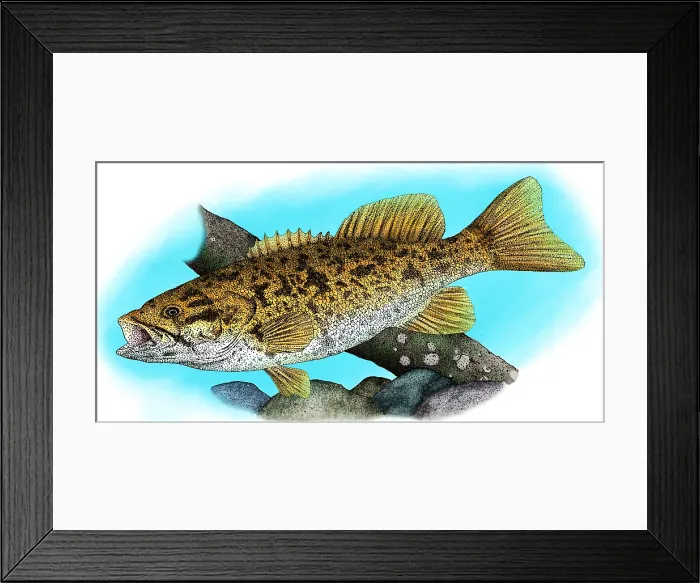 Framed Print : Smallmouth bass