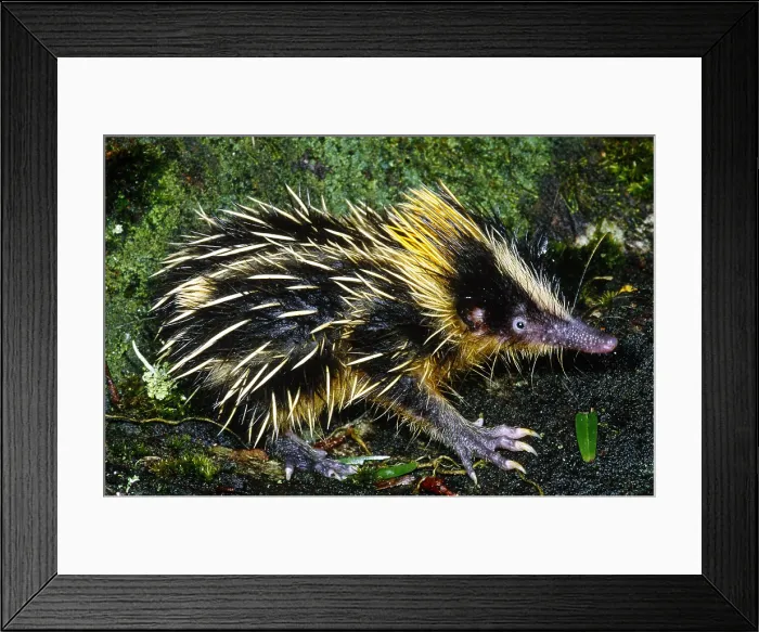 Framed Print : Tenrec (Hemicentetes semispinosus), Madagascar Framed Print : Tenrec (Hemicentetes semispinosus), Madagascar
