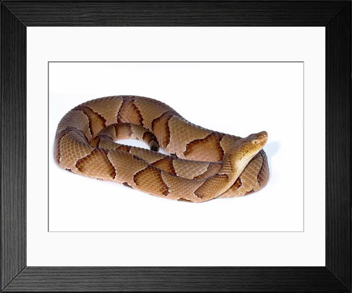 Framed Print : Copperhead, Agkistrodon contortrix Framed Print : Copperhead, Agkistrodon contortrix
