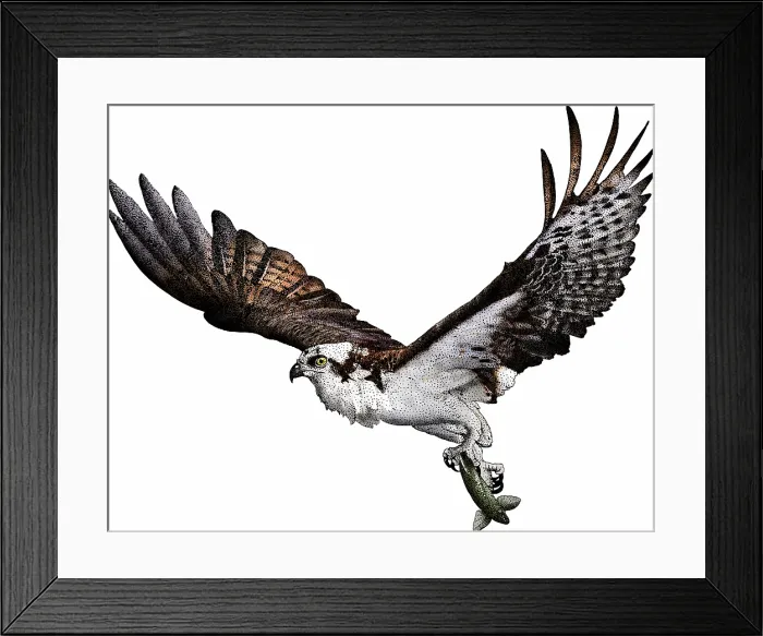 Framed Print : Osprey (Pandion haliaetus) with fish. Illustration Framed Print : Osprey (Pandion haliaetus) with fish. Illustration