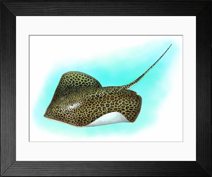 Framed Print : Leopard ray Framed Print : Leopard ray