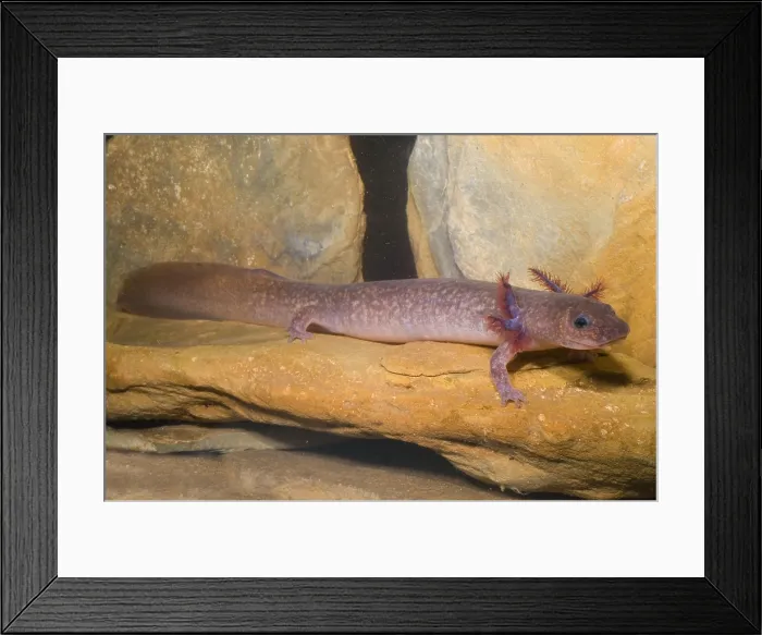 Framed Print : Spring Salamander Framed Print : Spring Salamander