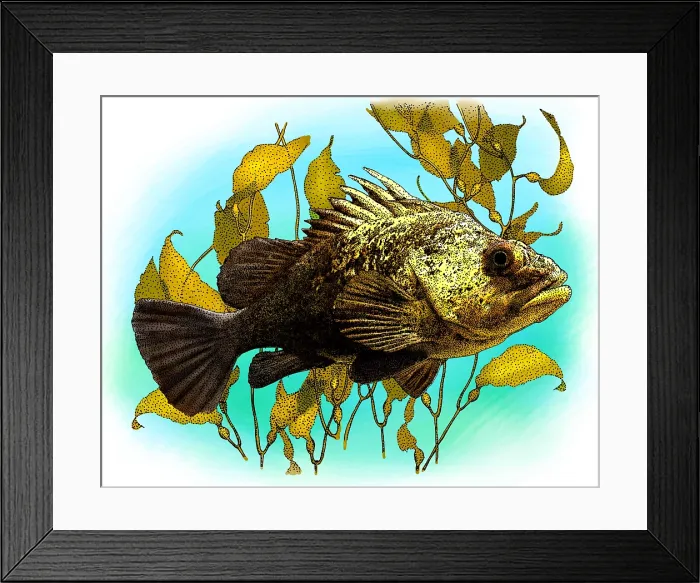Framed Print : Quillback Rockfish Framed Print : Quillback Rockfish