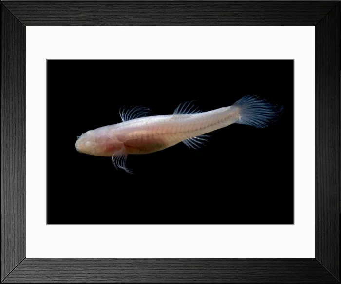 Framed Print : Southern Cave Fish Framed Print : Southern Cave Fish