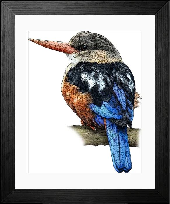 Framed Print : Grey Headed Kingfisher Framed Print : Grey Headed Kingfisher