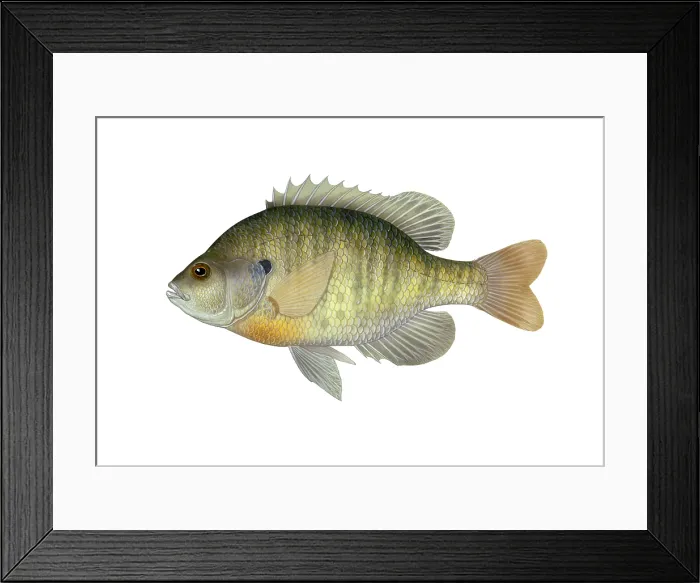 Framed Print : Bluegill. Illustration of a bluegill (Lepomis macrochirus) Framed Print : Bluegill. Illustration of a bluegill (Lepomis macrochirus)
