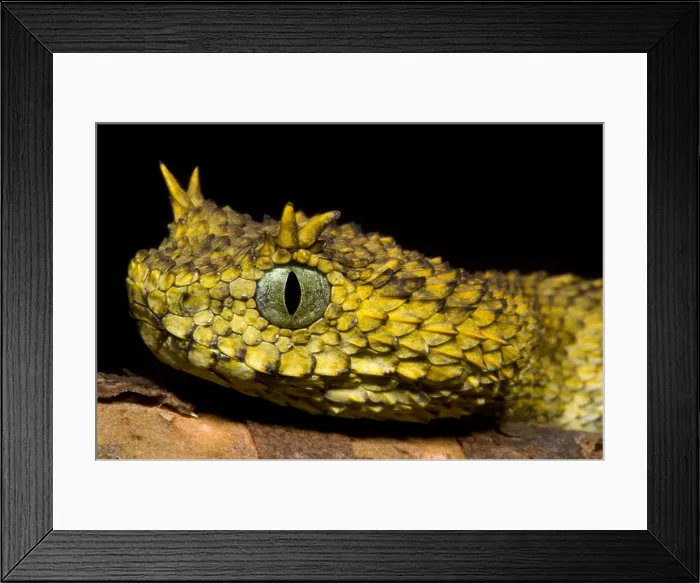 Framed Print : Usambara Eyelash Bush Viper Framed Print : Usambara Eyelash Bush Viper
