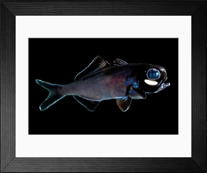 Framed Print : Splitfin Flashlight fish