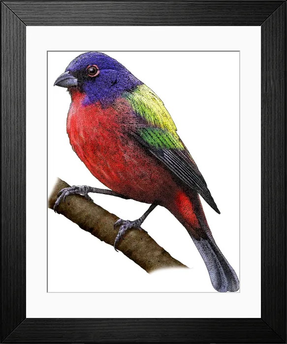Framed Print : Painted Bunting, Illustration Framed Print : Painted Bunting, Illustration