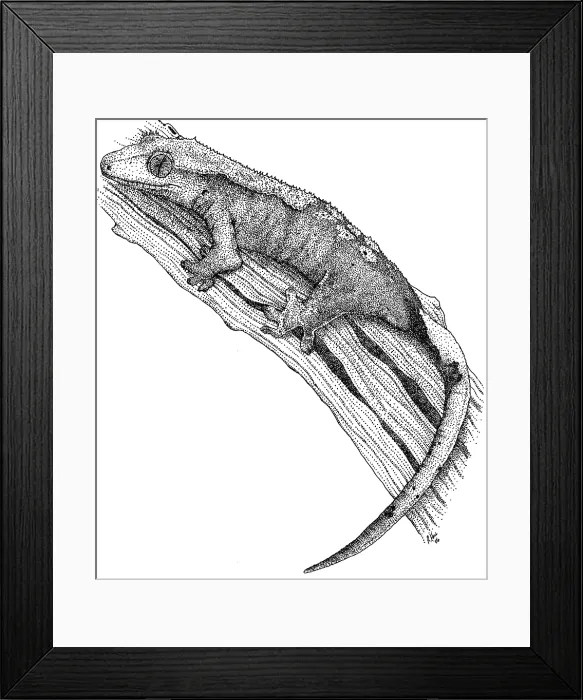 Framed Print : Crested Gecko Framed Print : Crested Gecko