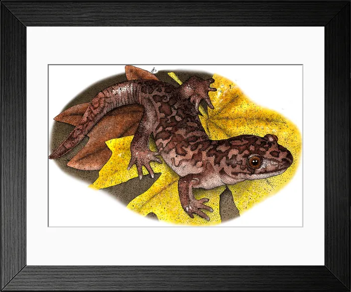 Framed Print : Giant Pacific Salamander