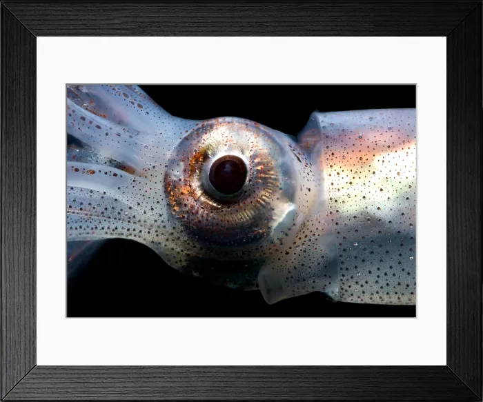 Framed Print : Eye Flash Squid