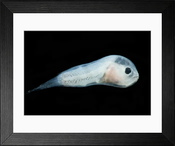 Framed Print : Larval Leftvent, Linophrynidae Framed Print : Larval Leftvent, Linophrynidae