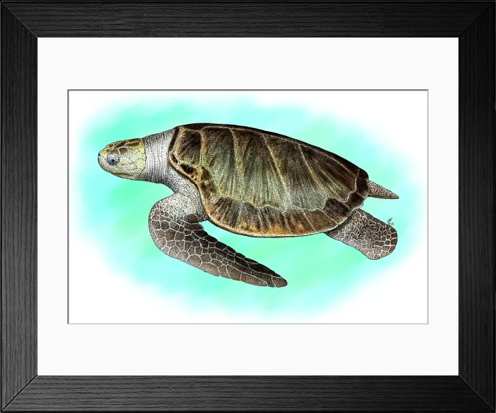 Framed Print : Olive Ridley Sea Turtle Framed Print : Olive Ridley Sea Turtle