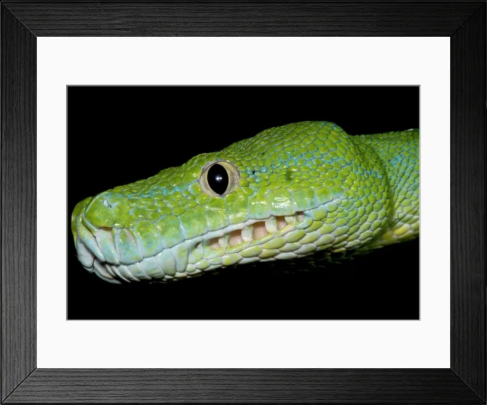 Framed Print : Green Tree Python (Morelia viridis)