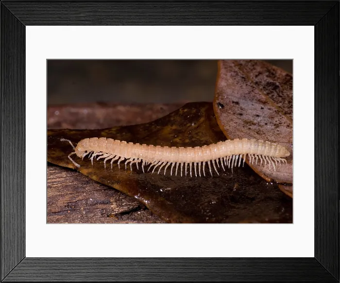 Framed Print : Subterranean millipede Framed Print : Subterranean millipede