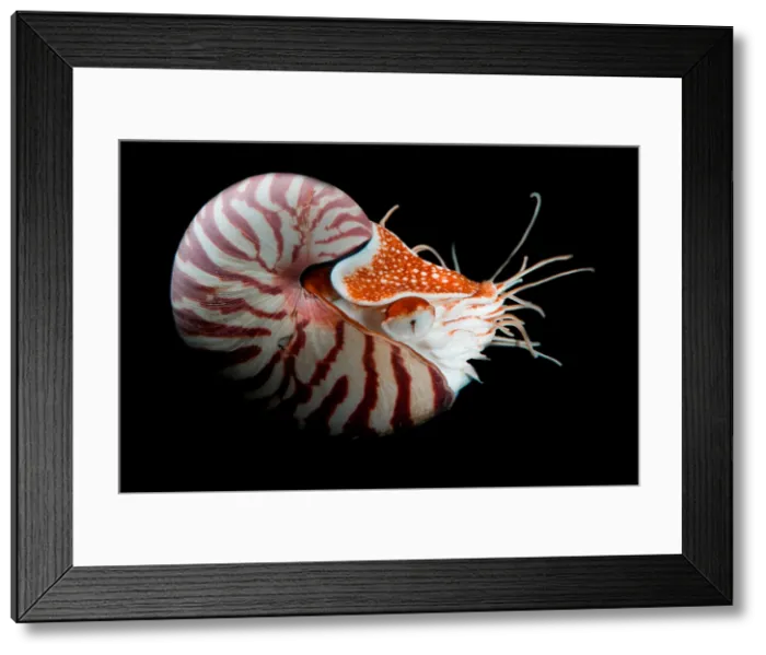 Framed Print : Chambered Nautilus Framed Print : Chambered Nautilus