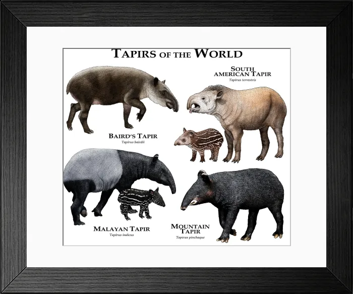 Framed Print : Tapirs of the World Framed Print : Tapirs of the World