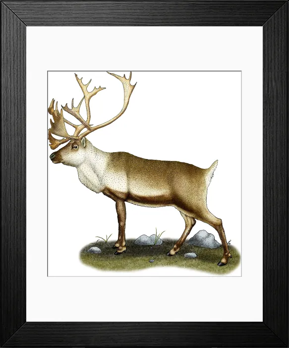 Framed Print : Caribou. Illustration of a Caribou (Rangifer tarandus) Framed Print : Caribou. Illustration of a Caribou (Rangifer tarandus)