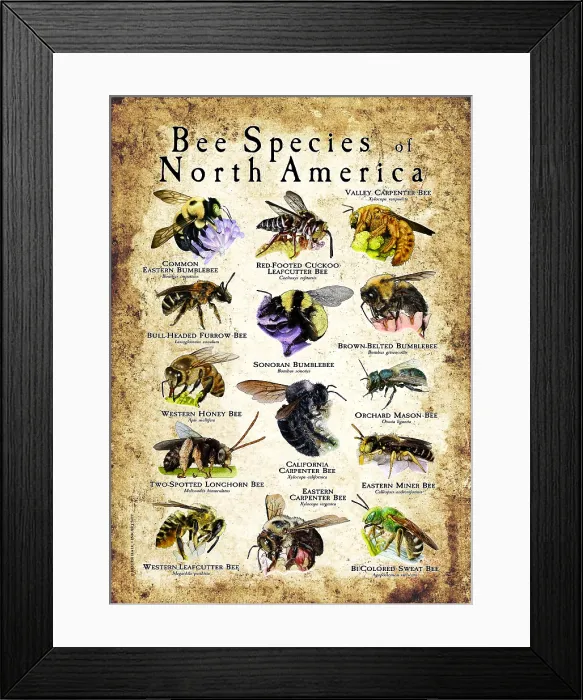 Framed Print : Bee Species of North America Framed Print : Bee Species of North America