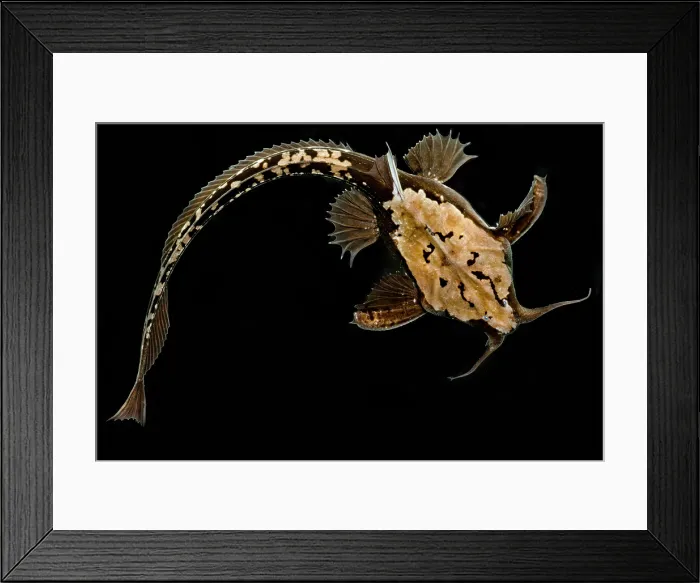 Framed Print : Longtail Banjo Catfish Framed Print : Longtail Banjo Catfish