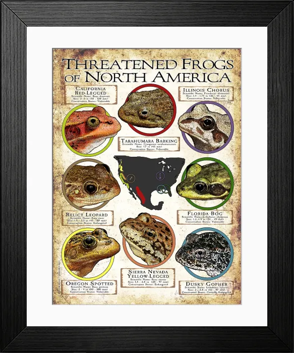 Framed Print : Endangered Frogs of North America Framed Print : Endangered Frogs of North America