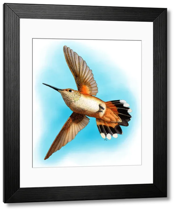 Framed Print : Rufous Hummingbird Framed Print : Rufous Hummingbird