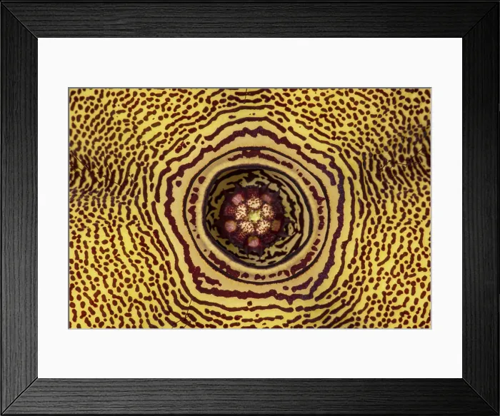 Framed Print : Persian Carpet Flower (Edithcolea grandis) Framed Print : Persian Carpet Flower (Edithcolea grandis)