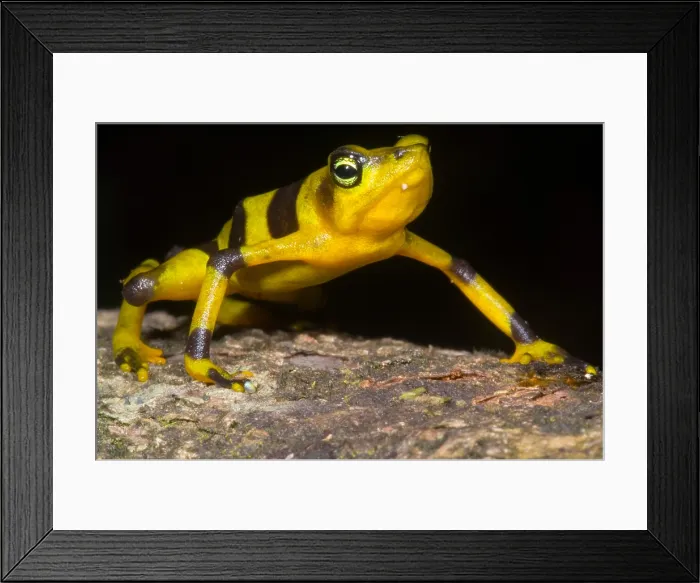Framed Print : Harlequin Toad Framed Print : Harlequin Toad