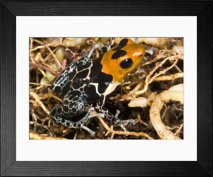 Framed Print : Crowned Poison Frog
