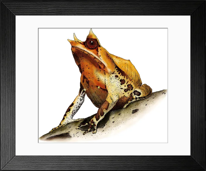 Framed Print : Malayan Horned Frog Framed Print : Malayan Horned Frog