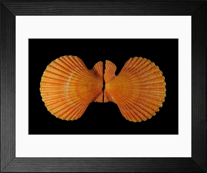 Framed Print : Painted Scallop Framed Print : Painted Scallop