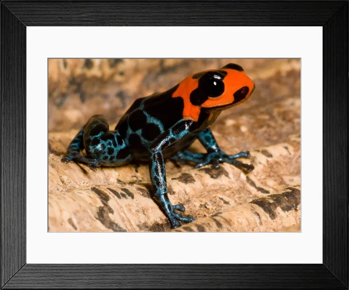 Framed Print : Poison Frog Framed Print : Poison Frog