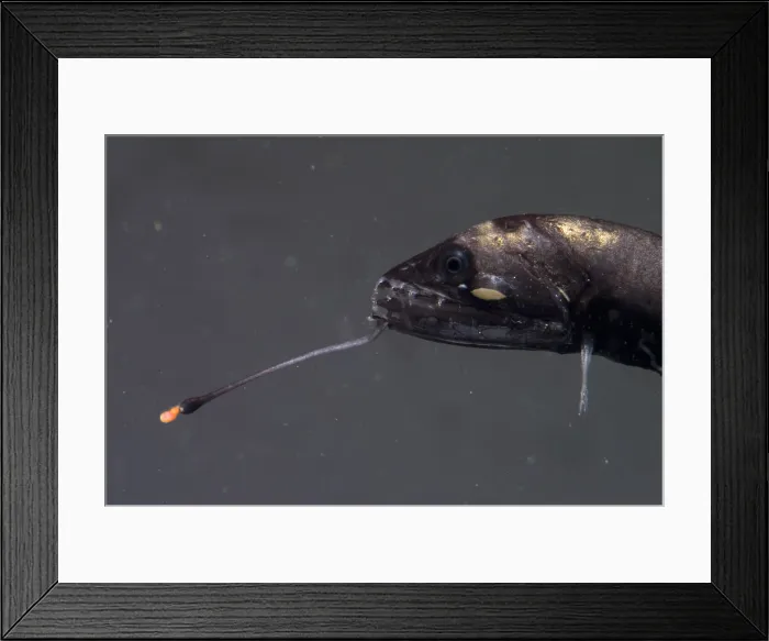 Framed Print : Barbeled Dragonfish Framed Print : Barbeled Dragonfish