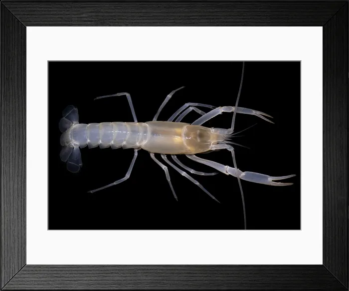 Framed Print : Phantom Cave Crayfish Framed Print : Phantom Cave Crayfish