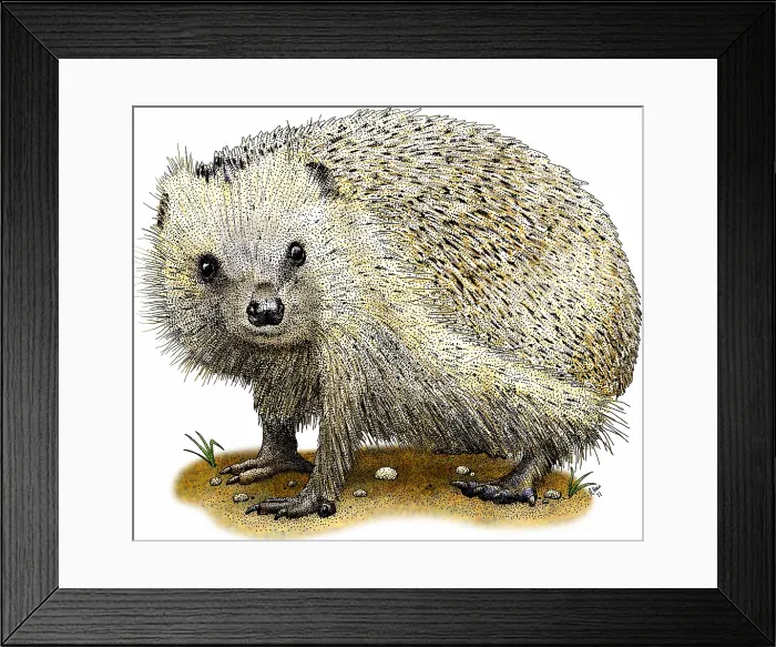 Framed Print : European hedgehog