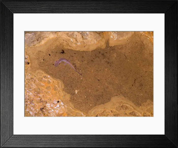 Framed Print : Ozark Blind Cave Salamander Framed Print : Ozark Blind Cave Salamander