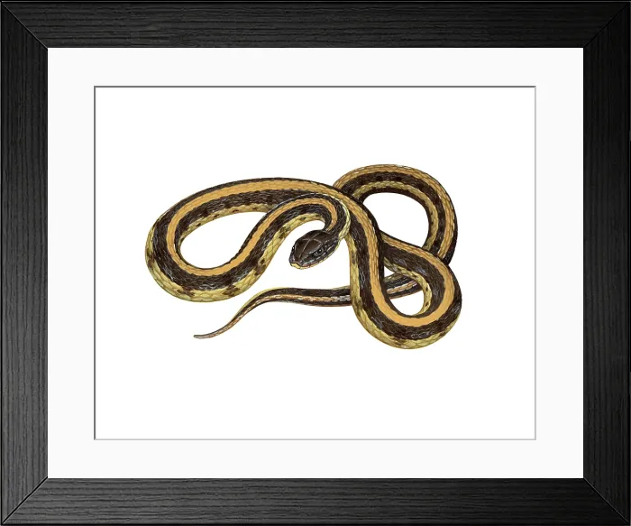 Framed Print : Prairie Garter Snake
